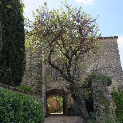 Arbre de Judée