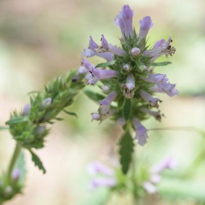 Bétoine officinale