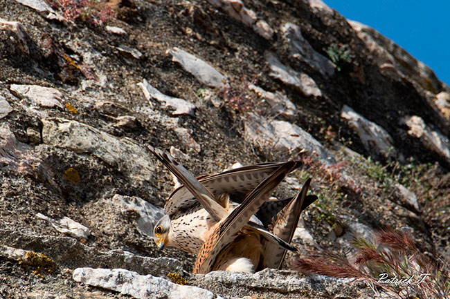 Accouplement faucons cr&eacute;cerelles