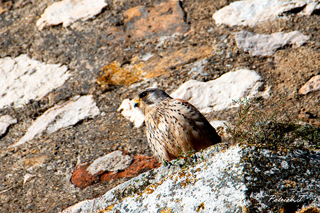 Faucon cr&eacute;cerelle m&acirc;le