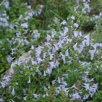 Calament nepeta