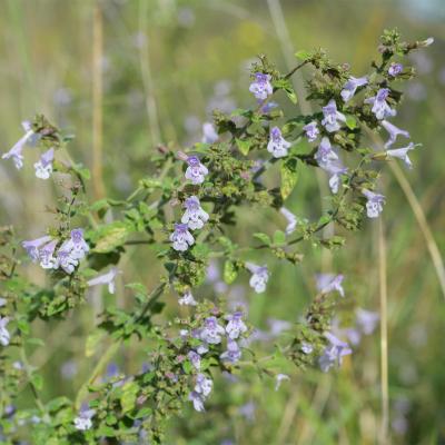 Calament nepeta