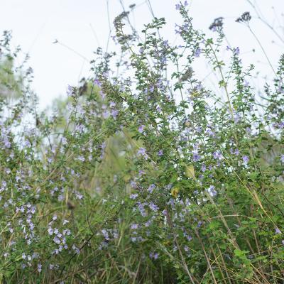 Calament nepeta