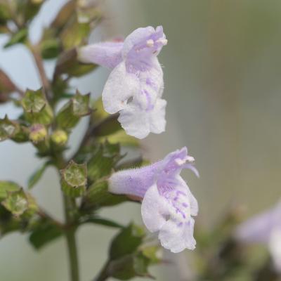Calament nepeta