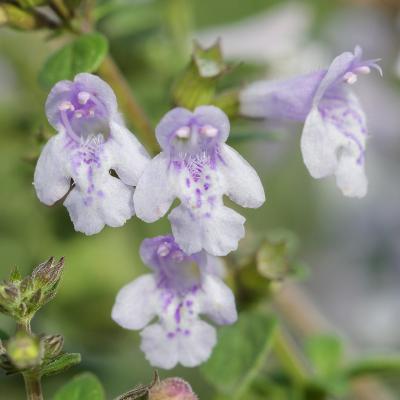 Calament nepeta