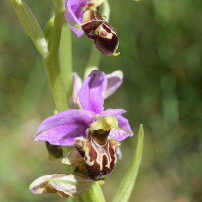 Ophrys bécasse