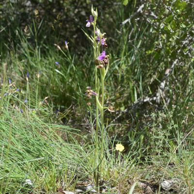 Ophrys bécasse