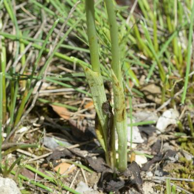 Ophrys bécasse