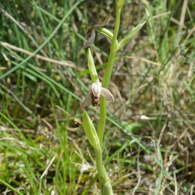 Ophrys bécasse