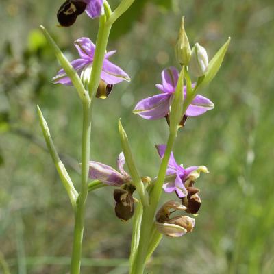 Ophrys bécasse