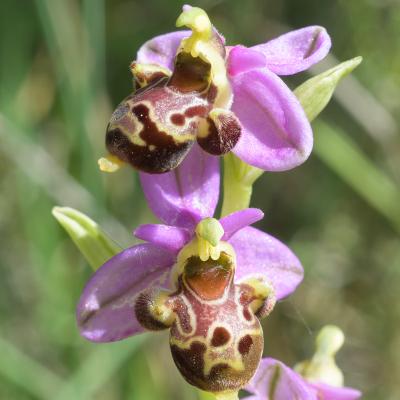 Ophrys bécasse