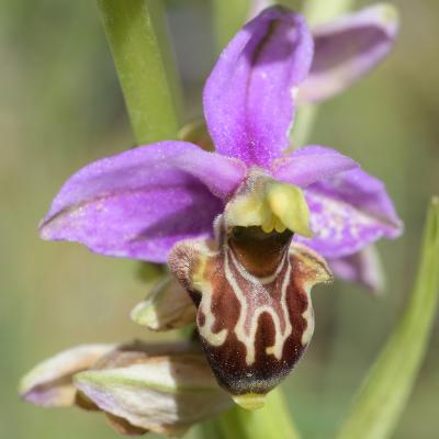 Ophrys bécasse