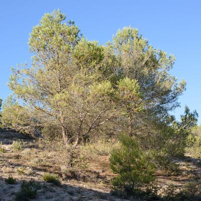 Pin d'Alep