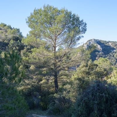 Pin d'Alep