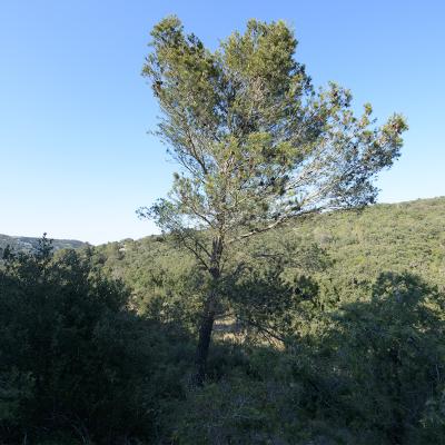Pin d'Alep
