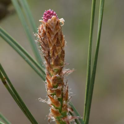 Pin d'Alep