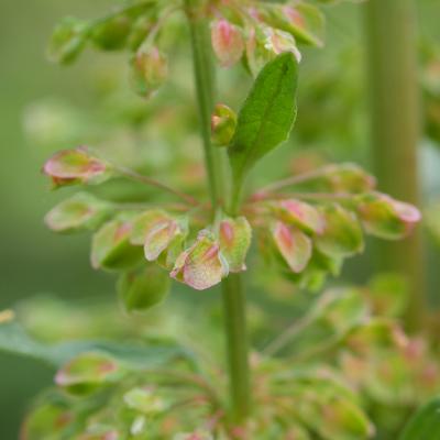 Oseille crépue