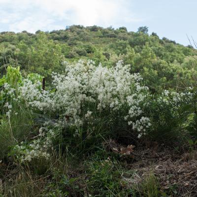 Clématite des haies